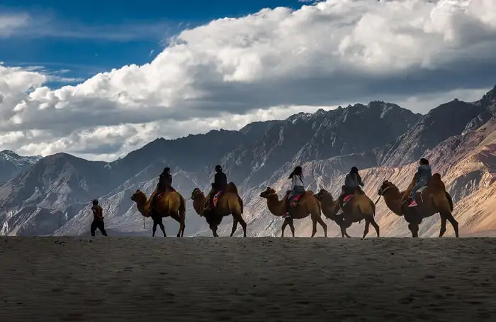 Double Humped camel ride on Winds Of Ladakh Bike tour